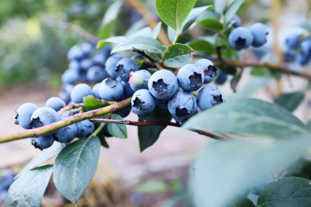 补光后的蓝莓结果