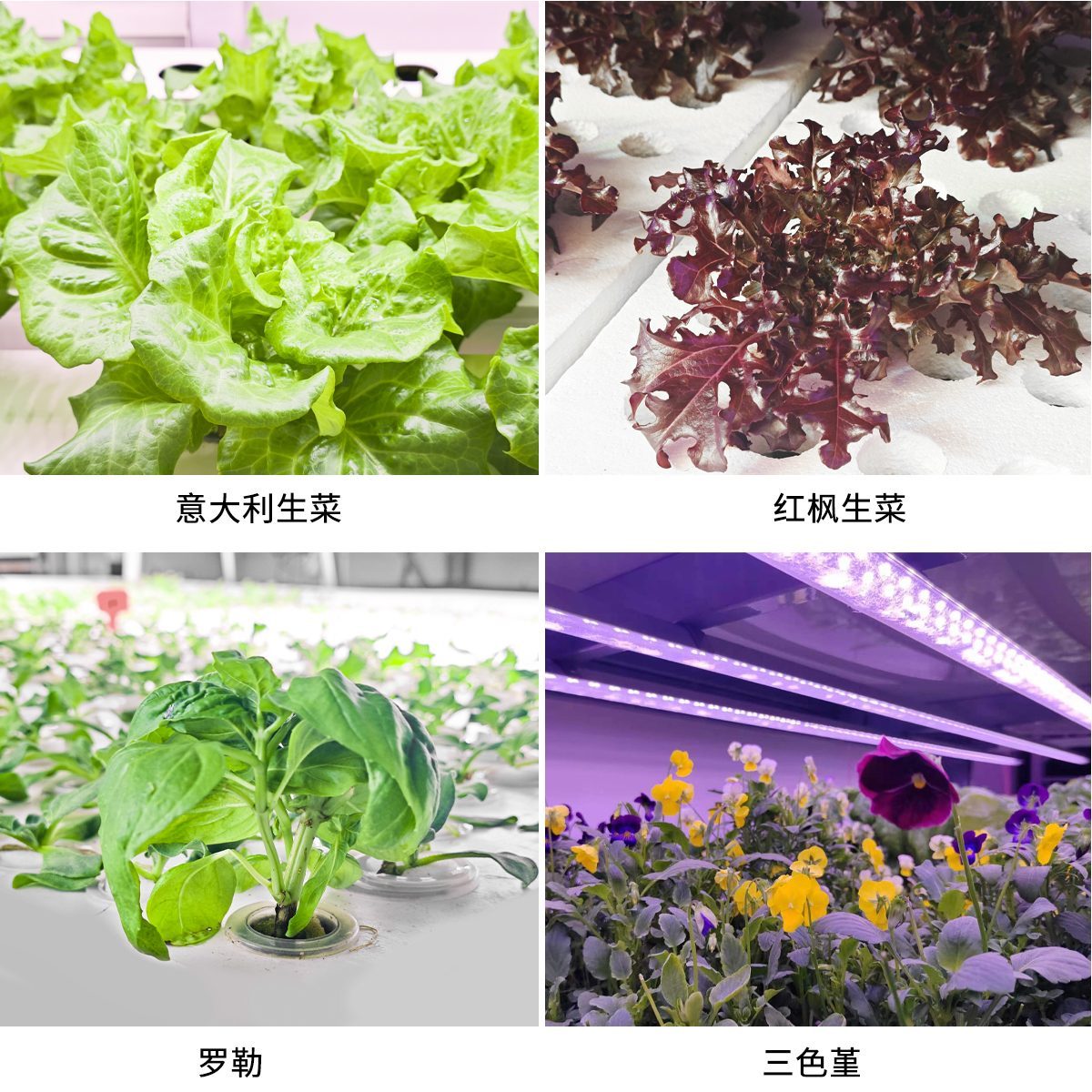 蔬菜 蔬菜