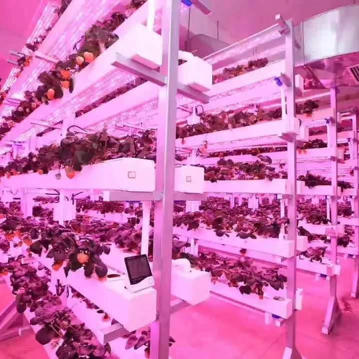 植物工厂示意图
