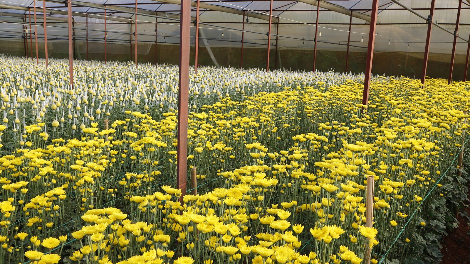 温室菊花补光-1