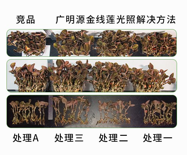 金线莲实验 金线莲实验