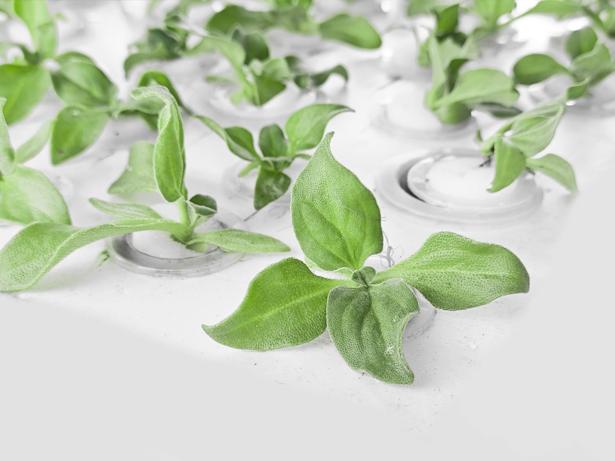 crystalline ice plant crystalline ice plant