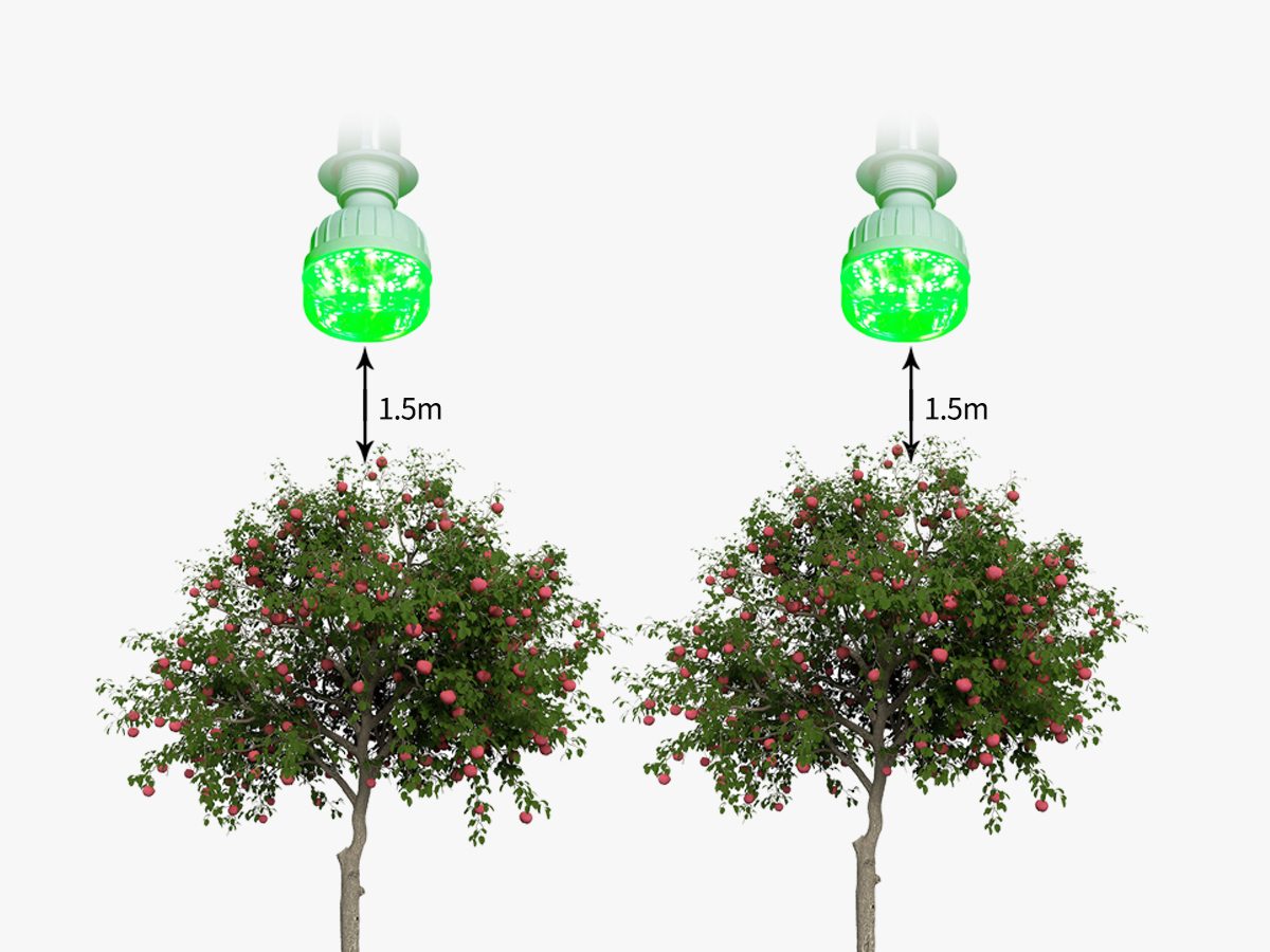荔枝蛀蒂虫驱虫灯安装示意图 荔枝蛀蒂虫驱虫灯安装示意图