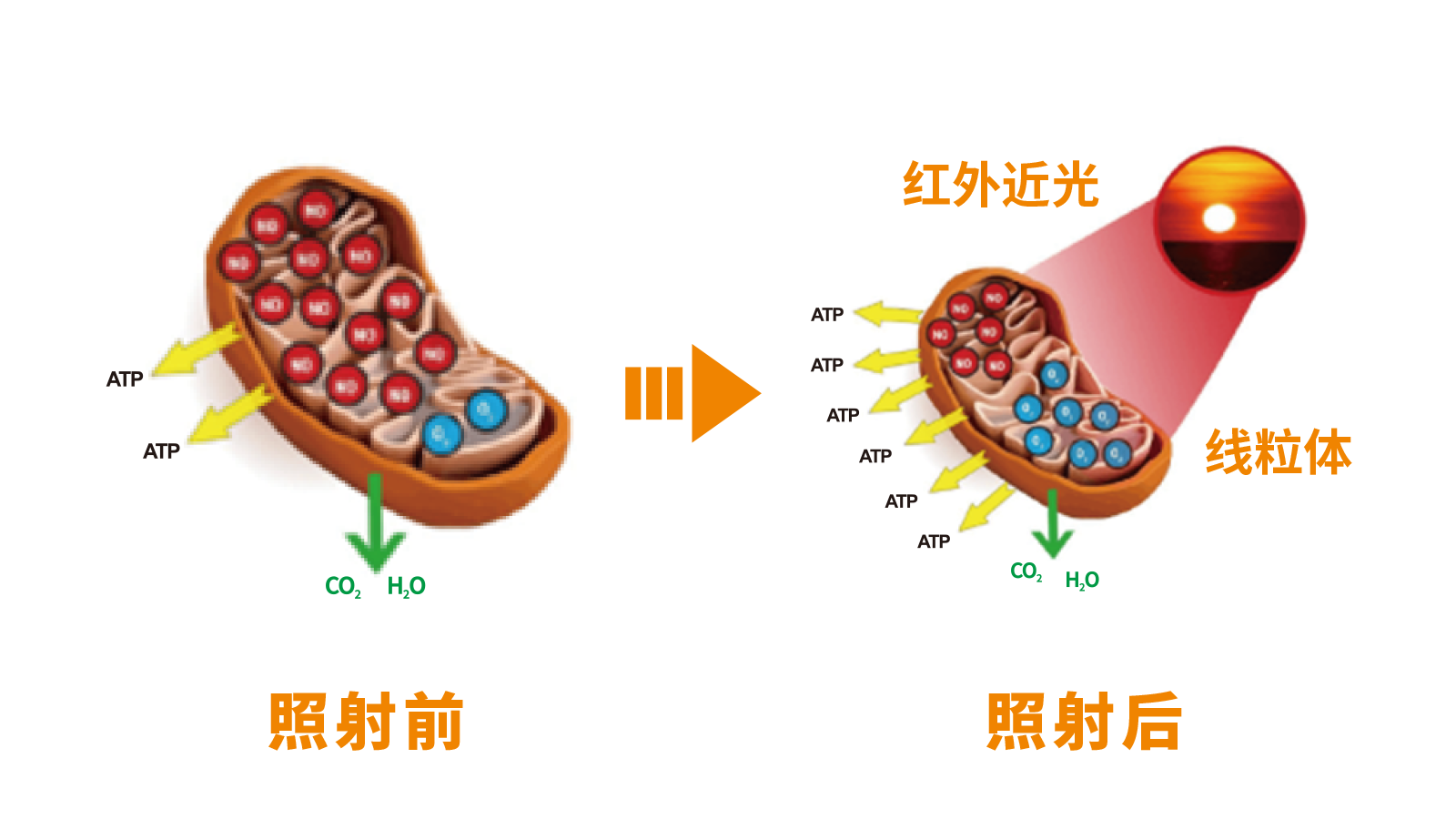 线粒体 线粒体