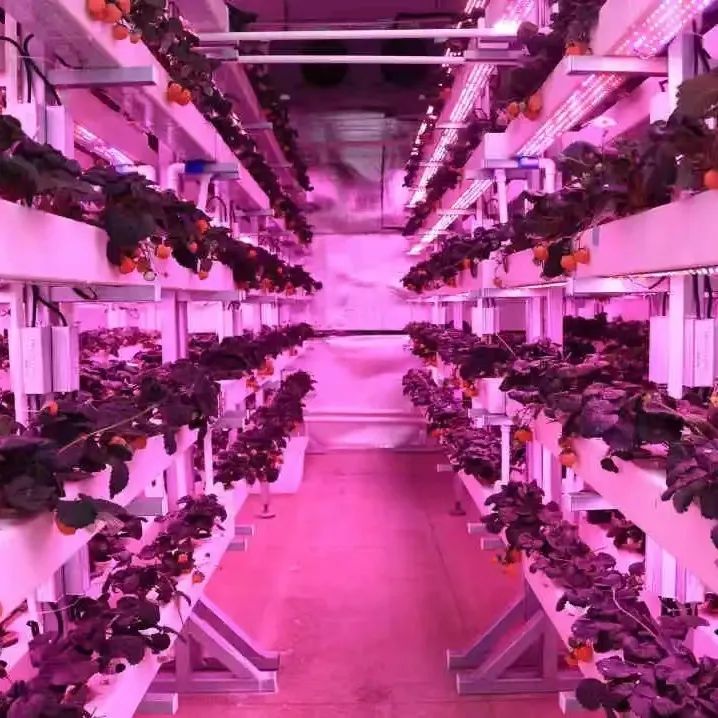 植物工厂示意图-草莓