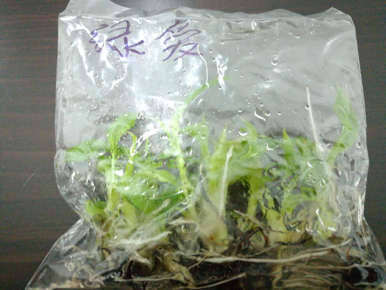 香蕉苗
