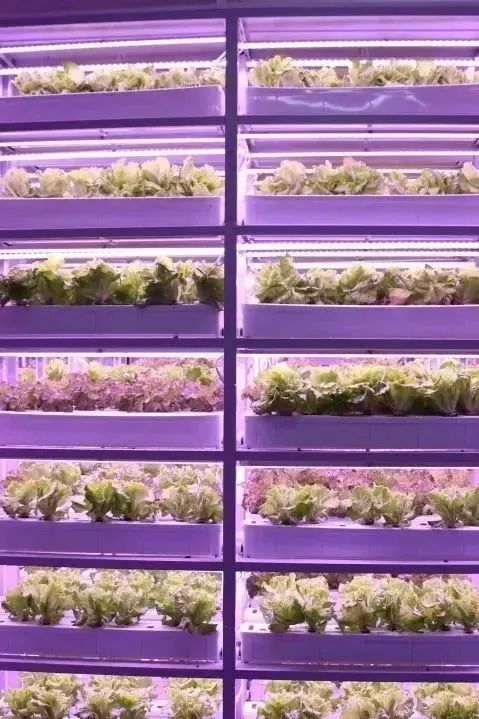 植物工厂示意图-多层生菜