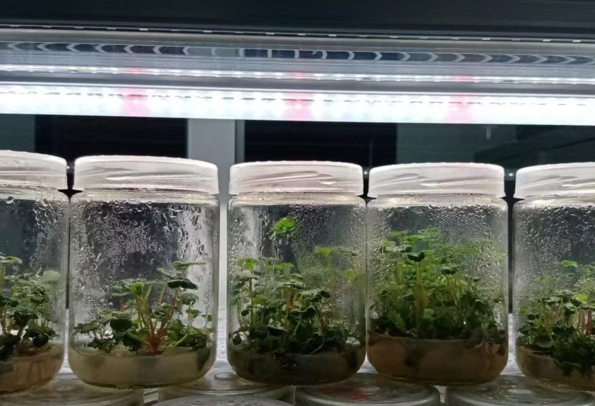 草莓苗 - 副本