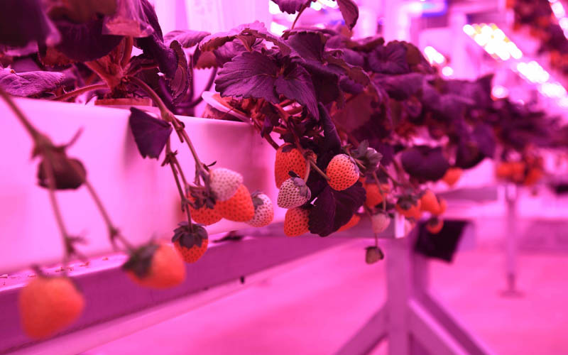 plant factory-06