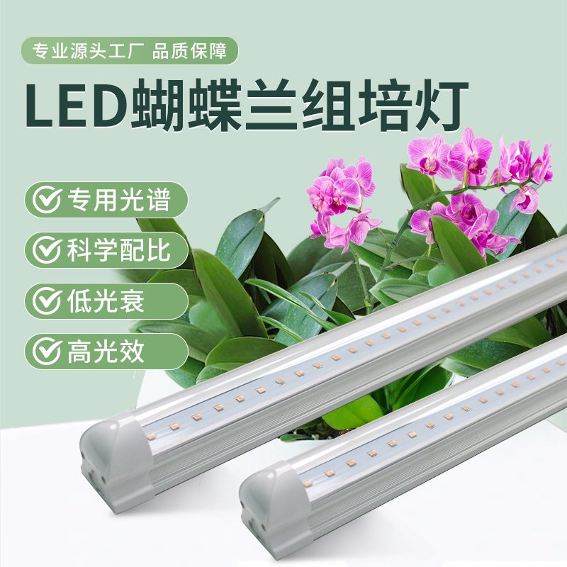蝴蝶兰组培灯