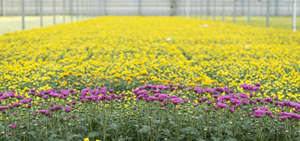 封面-温室菊花补光-1.jpg