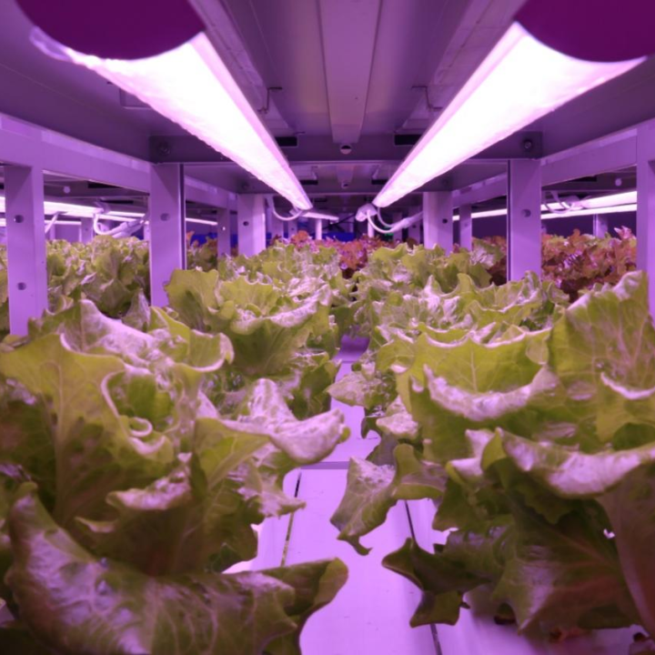 植物工厂生菜特写