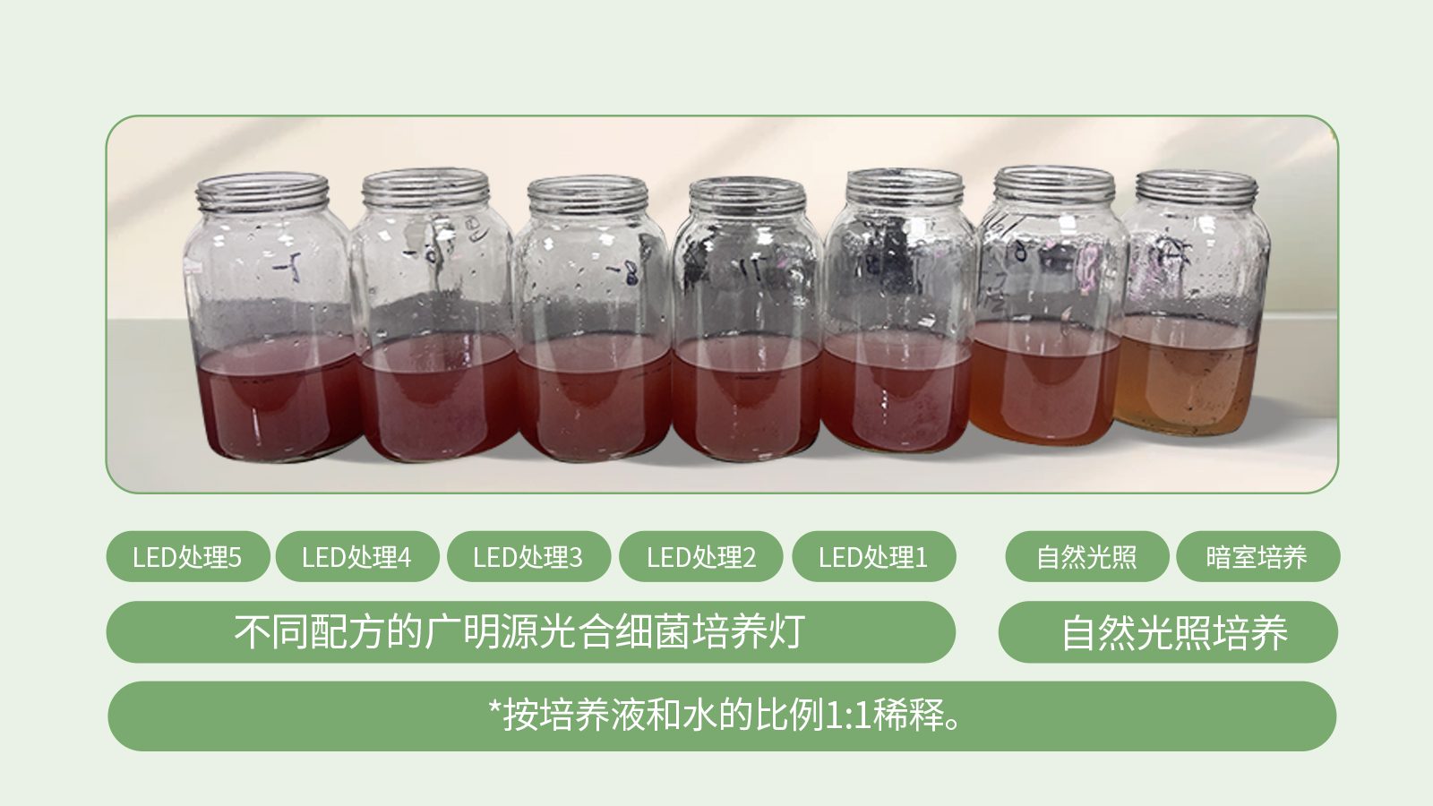 不同光照下培养结果对比 不同光照下培养结果对比