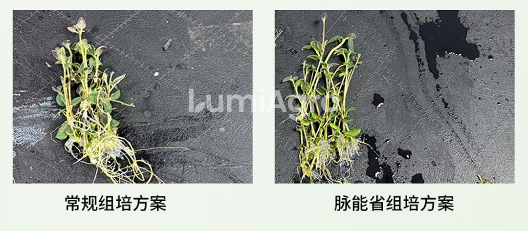 马铃薯组培方案对比 马铃薯组培方案对比